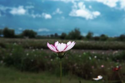 Close-up of crocus blooming on field