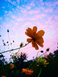 Close-up of cosmos flowers blooming against sky