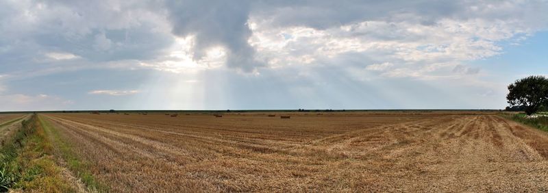 Scenic view of agricultural field against sky