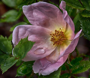 Close-up of pink flowers