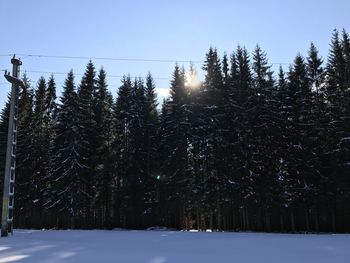 Trees against clear sky during winter