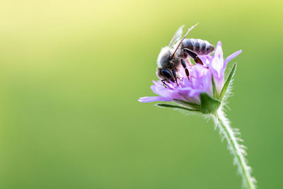 Close-up of honey bee on purple flower