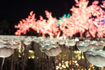 Close-up of flowering plants against blurred background
