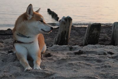 Husky dog sitting on sand at beach