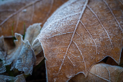 Close-up of dried leaves