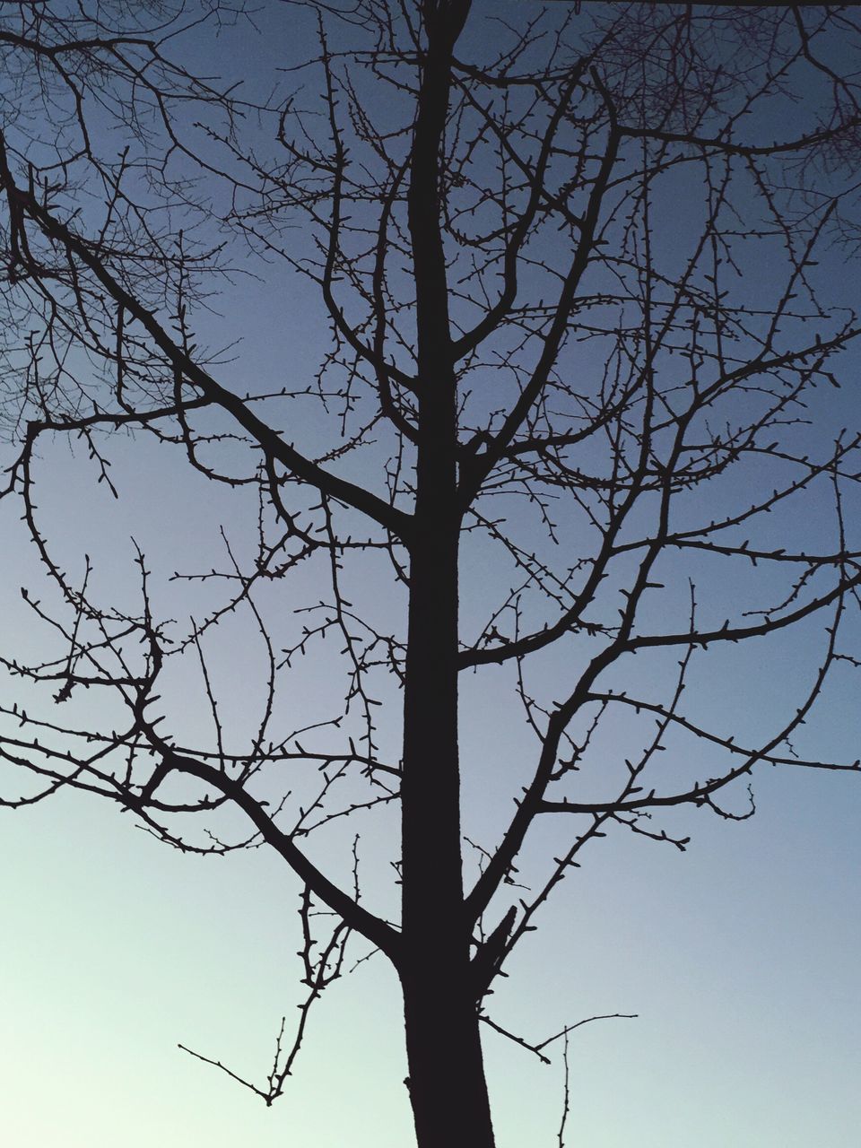 low angle view, bare tree, branch, tree, clear sky, silhouette, nature, blue, tree trunk, sky, tranquility, beauty in nature, outdoors, growth, no people, scenics, day, tranquil scene, dusk, sunlight