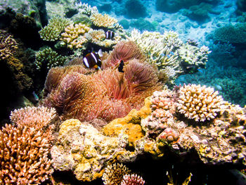 Close-up of coral in sea