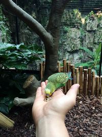 Budgerigar feeding on grains while perching on hand