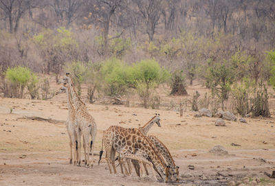 Giraffe in the savanna of in zimbabwe, south africa