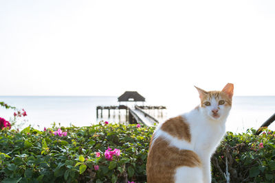 Cat looking away in sea against clear sky