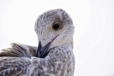 Close-up of a bird over white background