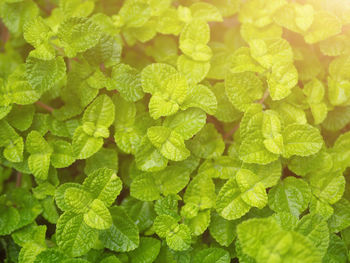 Full frame shot of green leaves