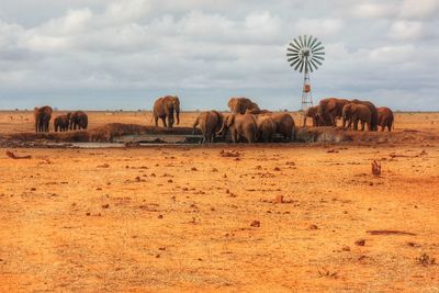 Savanna oasis with elephants