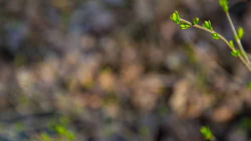 Close-up of lizard on plant