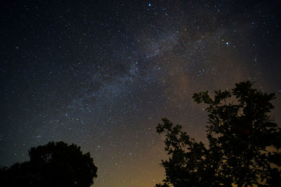 Low angle view of trees against sky at night