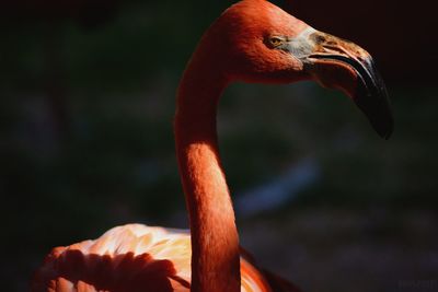 Close-up of swan in lake