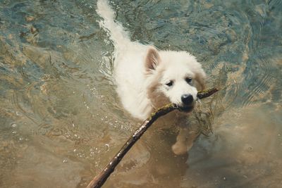 Dog with a stick. 