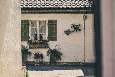 Potted plant on window of building