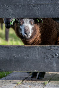 Close-up of sheep seen through fence