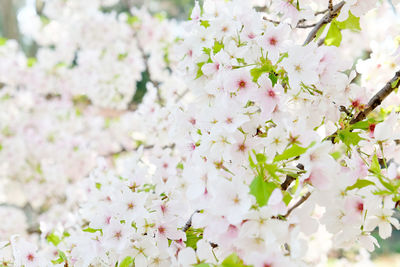 Close-up of pink flowers on tree