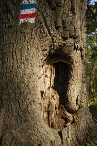 Low angle view of tree trunk