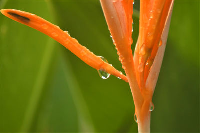 Close-up of raindrops on orange flower