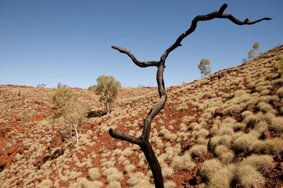 Dead tree on mountain against clear sky