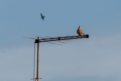 Low angle view of bird perching on power line