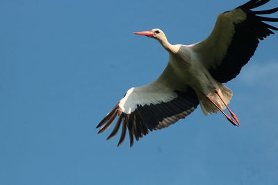 Low angle view of bird flying in sky