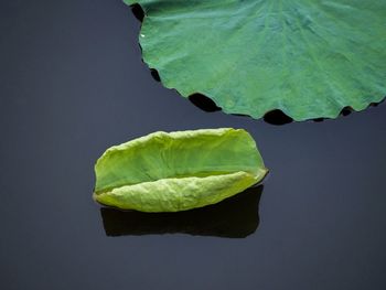 Close-up of leaf