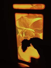 Close-up of orange flower against black background