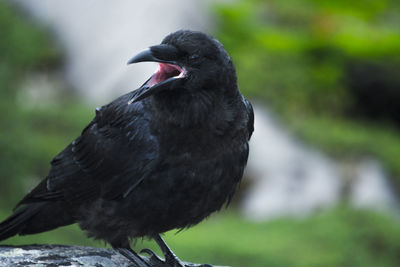 Close-up of bird perching outdoors