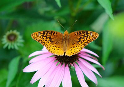 Close-up of butterfly pollinating on eastern purple coneflower