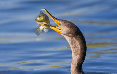 Close-up of cormorant catching fish