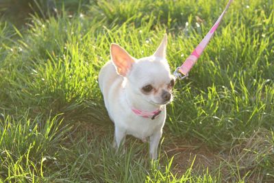 Close-up of dog on grass