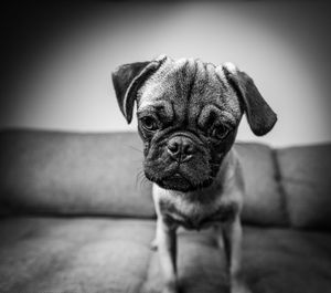 Portrait of pug on sofa