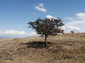 Tree on field against sky