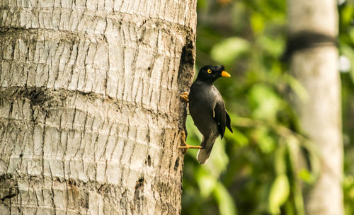 Close-up of bird perching on tree trunk