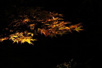 Close-up of autumn leaves against black background