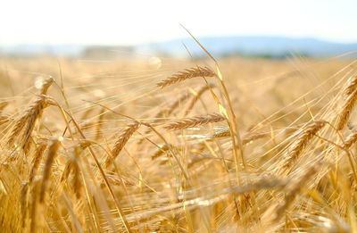 Close-up of wheat growing on field against sky