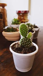 Close-up of succulent plant on table