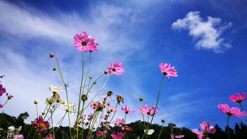 Low angle view of pink cosmos flowers against sky