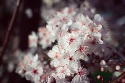 Close-up of cherry blossoms