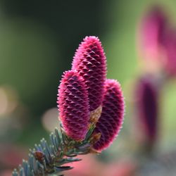 Close-up of pink flower blooming outdoors