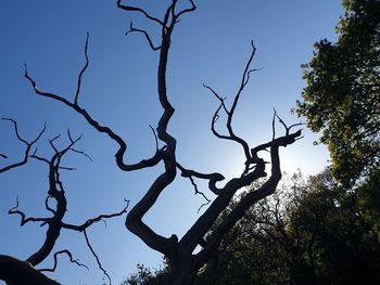 Low angle view of silhouette bare tree against clear sky