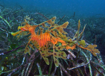 Close-up of fish swimming in sea