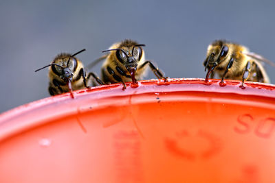 Close-up of bees on red pot