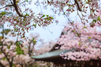 Close-up of pink cherry blossom tree