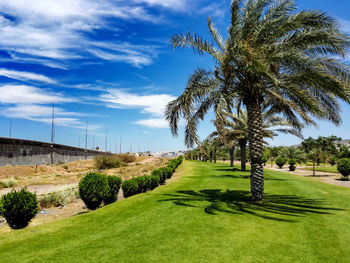 Palm trees on golf course against sky