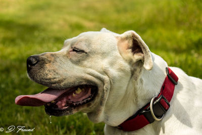 Close-up of dog outdoors